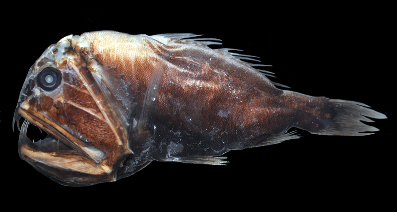 Illustration for article titled These Sea Creatures Are Clearly From Outer Space